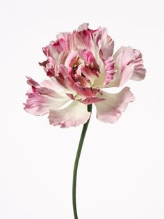 a single pink and white flower in a vase