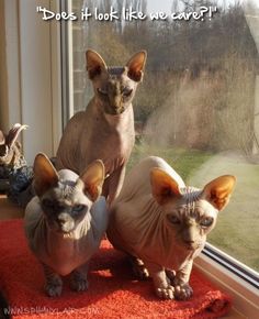 three sphydrahes sitting on a red rug in front of a window