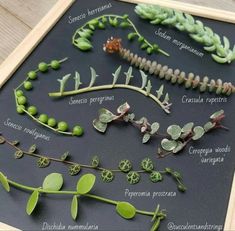 the plant life cycle is displayed in a wooden frame on a blackboard with other plants