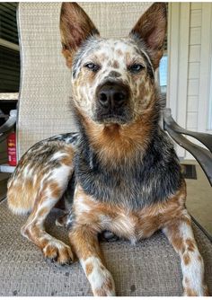 a dog that is sitting down on a chair