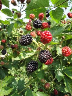 blackberries growing on the branches of a tree