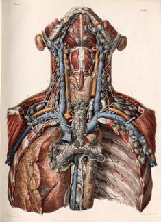 an illustration of the back of a human body, with muscles and tendors attached to it