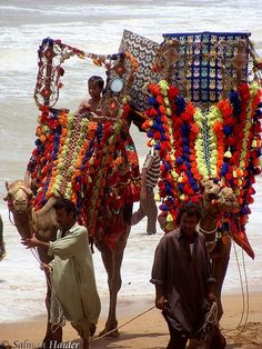 two men walking on the beach with decorated camels