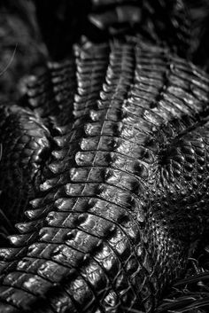 black and white photograph of an alligator's head