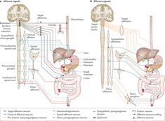 Fig. 2 Vagal Nerve, Gastrointestinal Disorders, Reduce Appetite, Central Nervous System, Clinical Trials