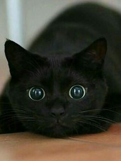 a black cat laying on the floor looking at the camera with green eyes and whiskers