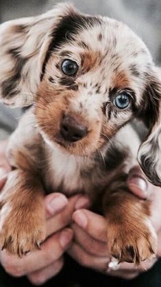 a person holding a puppy in their hands