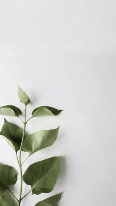 a plant with green leaves on it against a white background