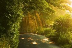 the sun shines brightly through the trees and leaves on this country road that is surrounded by greenery