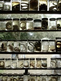 jars filled with different types of items sitting on shelves