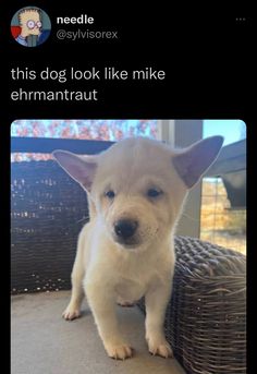 a small white dog sitting on top of a chair next to a basket with the caption, this dog look like mike ehmantraut