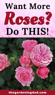 pink roses with the words want more roses? do this