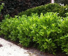 a bush with green leaves in front of a house and bushes on the other side