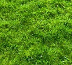 the grass is green and has little white flowers