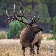 an elk with large antlers standing in tall grass