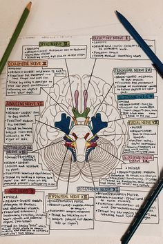 a drawing of the human brain on top of a piece of paper with pencils next to it