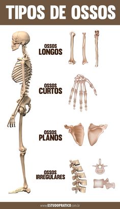 an image of the skeleton and bones in spanish