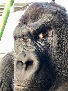 a close up of a gorilla's face looking at the camera