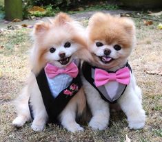 two small dogs wearing vests and bow ties sitting in the grass together, one is smiling at the camera