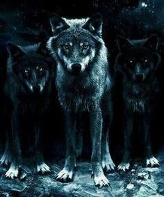 three wolfs standing next to each other in the dark