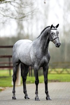 a gray horse standing on top of a brick road next to a green grass covered field