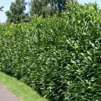 a hedge along the side of a road next to a bike path with trees in the background