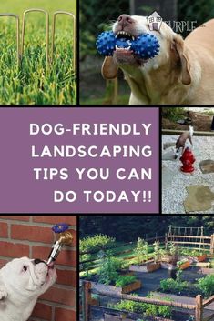 dog - friendly landscaping tips you can do today