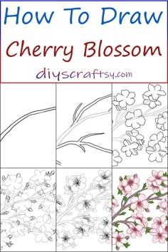 how to draw cherry blossom flowers in four easy steps with pictures and text overlay