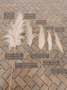 four different types of feathers sitting on top of a brick floor next to each other