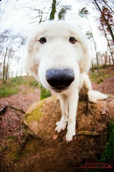 a large white dog standing on top of a tree stump in the woods, looking at the camera