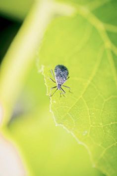 a bug sitting on top of a green leaf