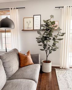 a living room filled with furniture and a potted plant on top of a wooden floor