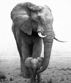 an elephant and its baby walking in the grass