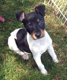 a small black and white dog sitting in the grass