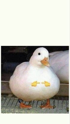 two white ducks sitting next to each other on top of a metal grating floor