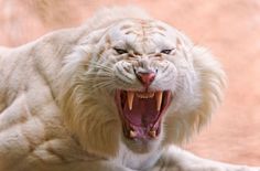 a white tiger with it's mouth open and its teeth wide open, showing fangs