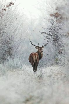 a deer standing in the middle of a snow covered forest