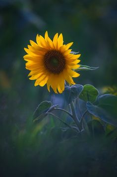 a yellow sunflower with green leaves in the foreground