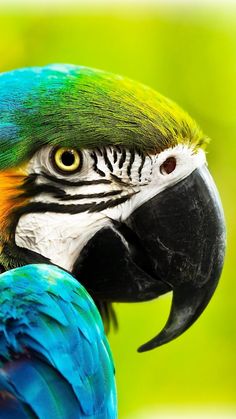 a colorful parrot is standing in front of a green background