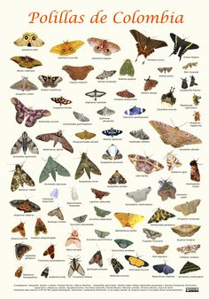 a poster with many different kinds of moths on it's back side, and the words pollillas de colombia written in spanish