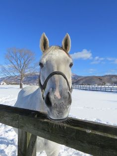 a white horse with a black bridle on it's head looking over a fence