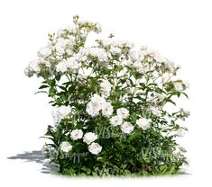 white flowers are growing out of the ground in front of a white background with shadows