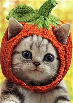 a kitten wearing a knitted pumpkin hat with leaves on it's head and eyes