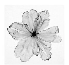 a black and white photo of a flower with the words parrot tulip devil written on it