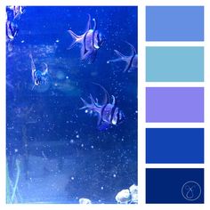 an aquarium filled with lots of different types of blue and purple fish in the water