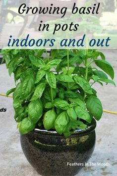 a potted basil plant with the words growing basil in pots indoors and out