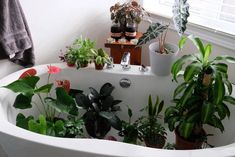 a bathtub filled with lots of plants next to a window