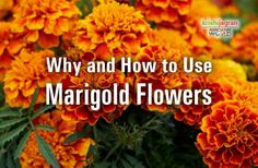 yellow and orange flowers with the words why and how to use margiold flowers