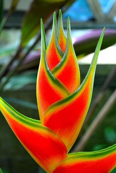 an orange and yellow flower with green leaves