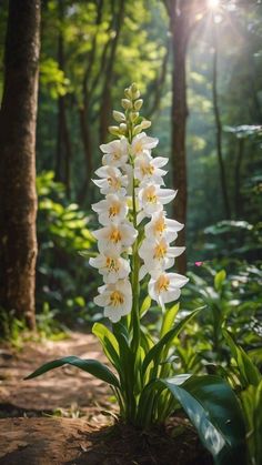 white flowers are blooming in the middle of a wooded area with sunlight shining through the trees